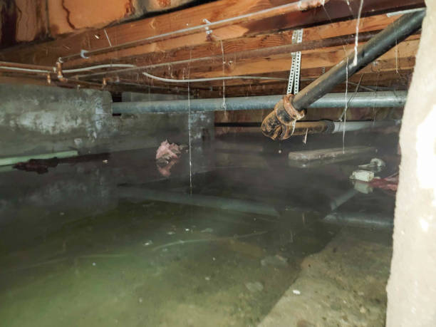 Best Sewage cleanup and water damage restoration  in Esperance, WA